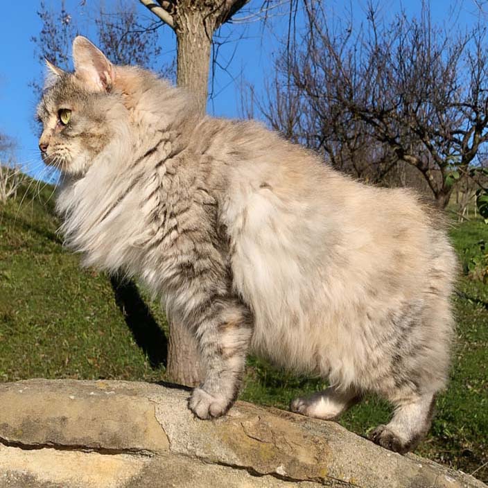 BO Derek dei Mici di Lulù